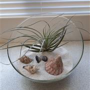 Airplant glass white