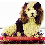 spaniel dog