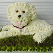 sitting poodle