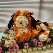 sitting spaniel dog