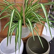 Spider plant hanger