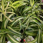 Spider plant