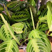 Maranta