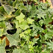 Ivy