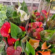 Anthurium