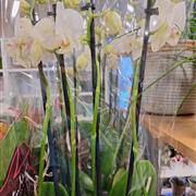 Orchid