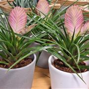 Tillandsia