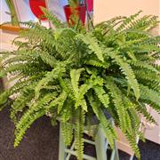Fern