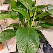 Peace lily