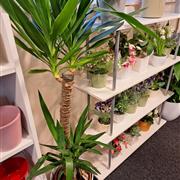 Yucca
