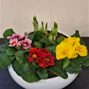 Spring planted bowl 