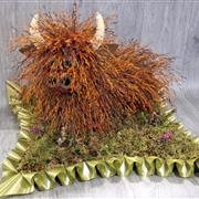 Highland coo 