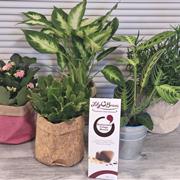 House plant gift box