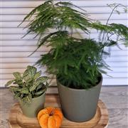 Planted pumpkin patch