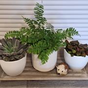 Planted autumn