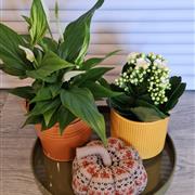 Autumn plants