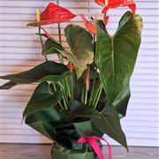 Plant of the month - anthurium