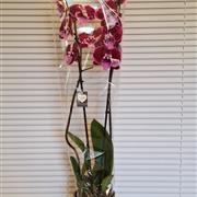 Phalaenopsis orchid