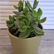 Crassula - money plant