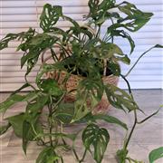 Monstera - trailing cheese plant