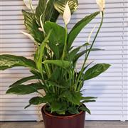 Peace lily 