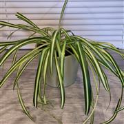 Spider plant 