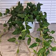 Ivy 