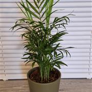 Palm