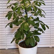Umbrella plant