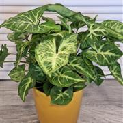 Syngonium