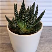 Gasteria
