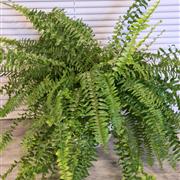 Fern 