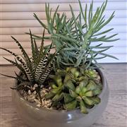 Succulent bowl