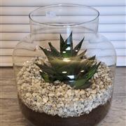 Succulent glass
