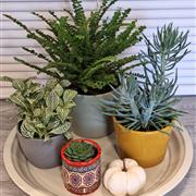 Plant tray