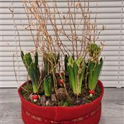 Hyacinth - woodland red