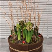 Hyacinth - woodland brown