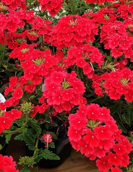 Red verbena deals
