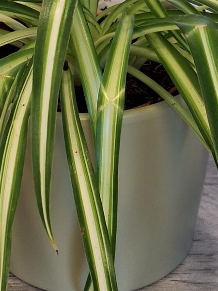 Pianta Spider Spider plant